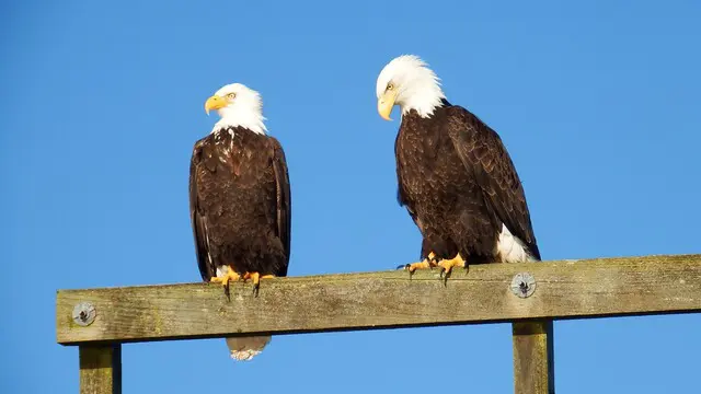 eagles - see wildlife, experience the backcountry